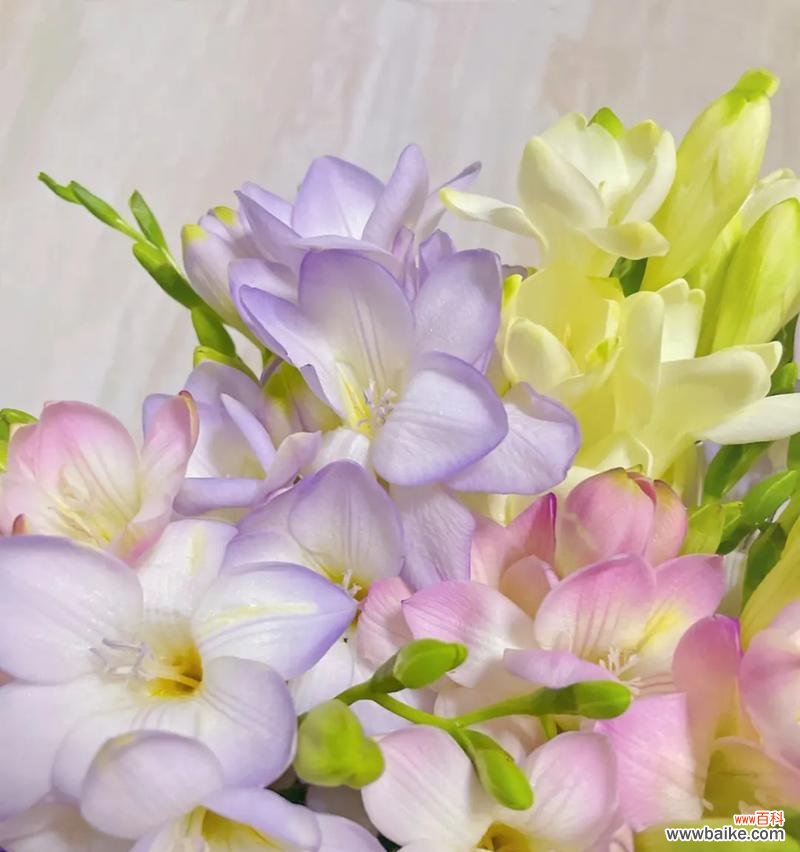 探索小苍兰的神秘花语，解读其中的美丽寓意 小苍兰的花语与意义