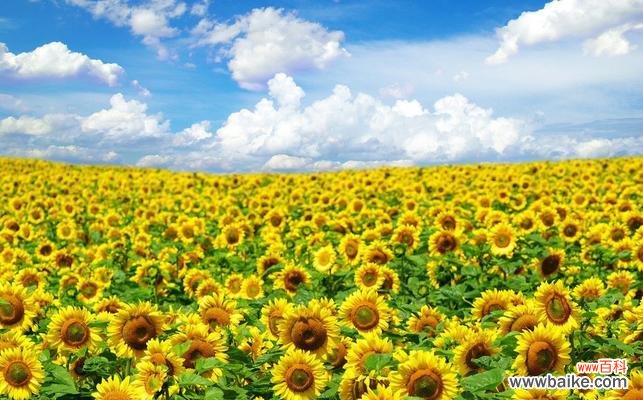 探寻向阳花的神秘力量，传递爱与希望的关键 向阳花的花语与意义