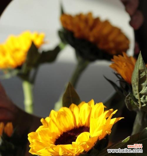 探寻向阳花的神秘力量，传递爱与希望的关键 向阳花的花语与意义