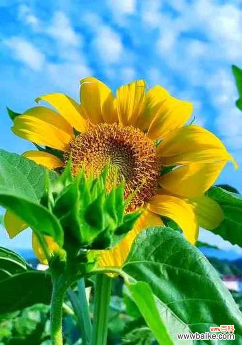 探寻向阳花的神秘力量，传递爱与希望的关键 向阳花的花语与意义