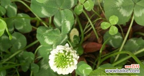 解读幸运草花语的含义 幸运草的花语