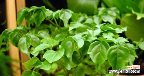 喜悦、祝福、生机——探寻幸福树花语的深层内涵 幸福树的花语