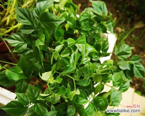 喜悦、祝福、生机——探寻幸福树花语的深层内涵 幸福树的花语