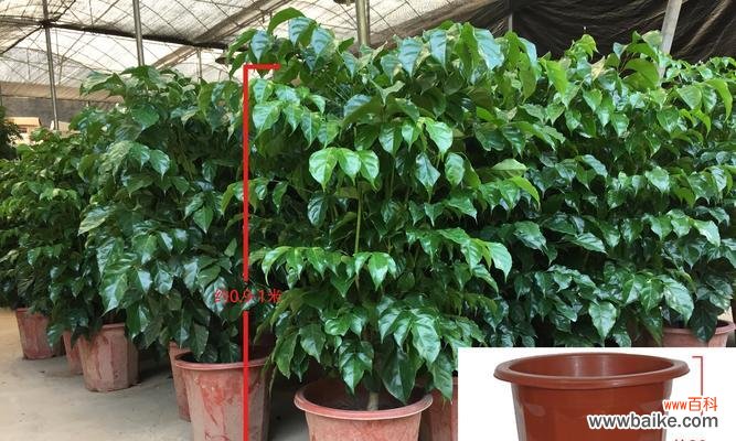 喜悦、祝福、生机——探寻幸福树花语的深层内涵 幸福树的花语