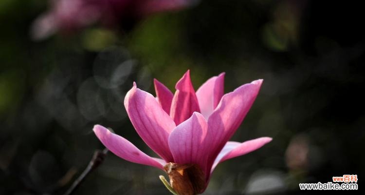 辛夷花的花语揭示生命之美 辛夷花的花语与意义