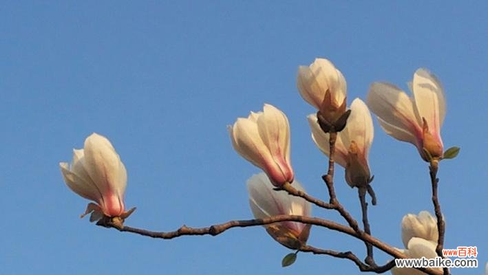 辛夷花的花语揭示生命之美 辛夷花的花语与意义