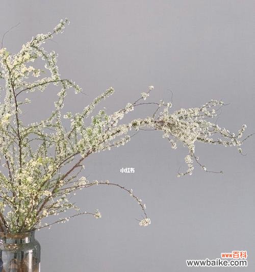 美丽的雪柳花与思念之情 雪柳花语-寄托思念的柔情