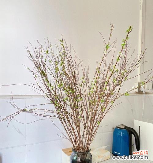 美丽的雪柳花与思念之情 雪柳花语-寄托思念的柔情