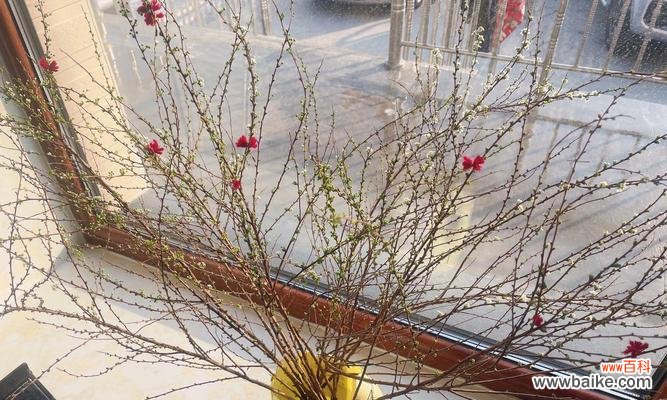 美丽的雪柳花与思念之情 雪柳花语-寄托思念的柔情