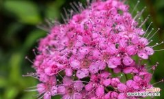 绣线菊，寄托希望与思念的使者 绣线菊的花语与寓意