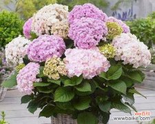 揭示绣球花背后的深刻寓意和象征 绣球花的寓意与象征意义