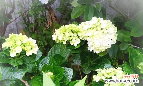 绽放细腻，传递爱意 绣球花的花语与意义