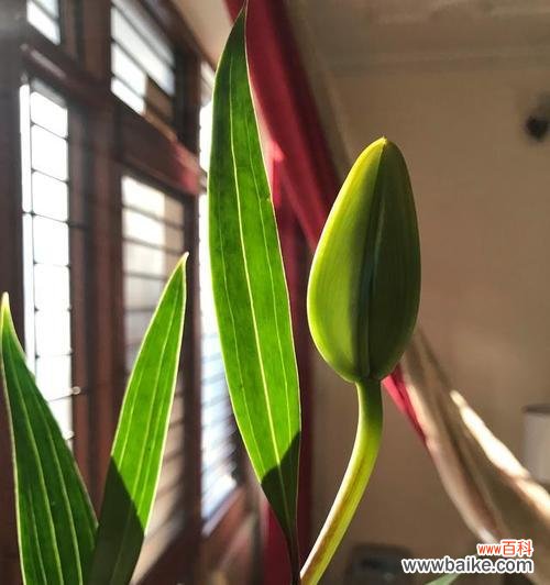 一叶兰的成长之旅及其饱含的深意 一叶兰的寓意和象征——生命的坚韧与美丽