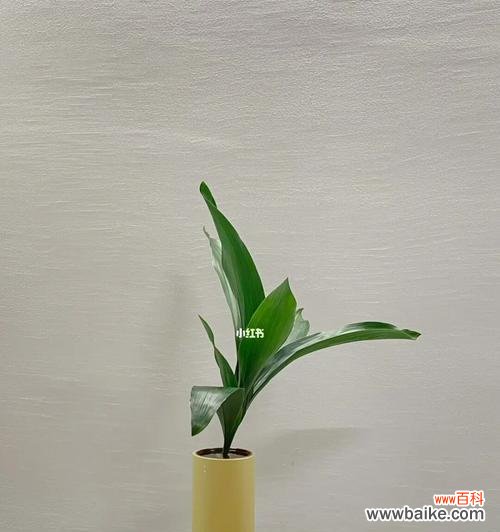 一叶兰的成长之旅及其饱含的深意 一叶兰的寓意和象征——生命的坚韧与美丽