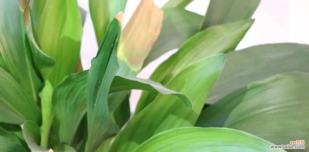 一叶兰的成长之旅及其饱含的深意 一叶兰的寓意和象征——生命的坚韧与美丽