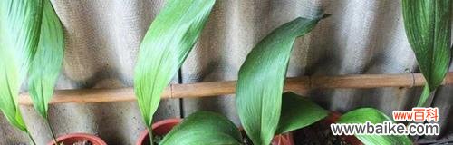 探寻一叶兰的内涵，呈现其独特花语 一叶兰的花语-传递纯真与坚强