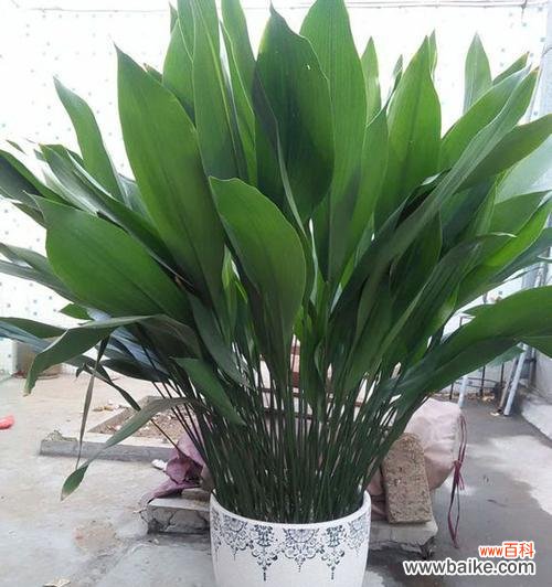 探寻一叶兰的内涵，呈现其独特花语 一叶兰的花语-传递纯真与坚强