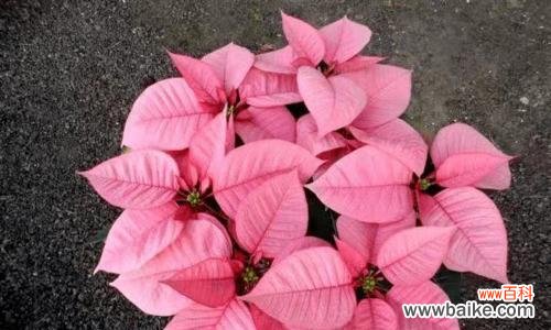 探寻一品红的花语与传说，赋予生活新意 一品红