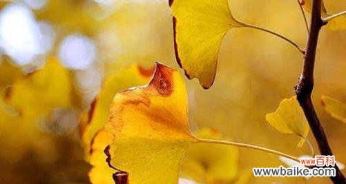 银杏花语的神秘意义与人生启示 银杏花语