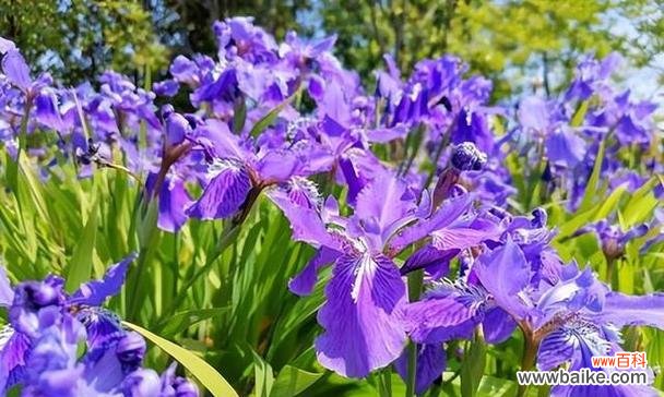 揭开水晶草的神秘面纱 水晶草的花语及寓意解读