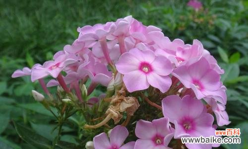 揭开花朵语言的神秘面纱 宿根福禄考花语