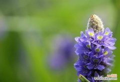 探寻梭鱼草的花语之谜 梭鱼草花语与其寓意