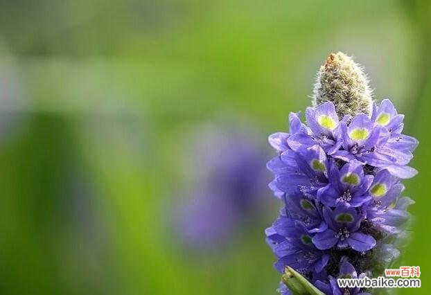 探寻梭鱼草的花语之谜 梭鱼草花语与其寓意