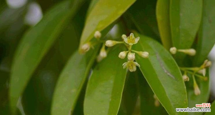 探寻天竺桂花的深意 天竺桂的花语寓意是什么