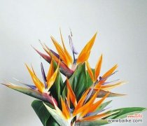 探索天堂鸟的独特花语 天堂鸟的花语