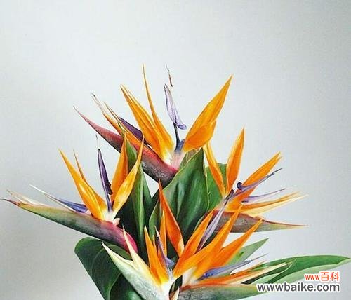 探索天堂鸟的独特花语 天堂鸟的花语