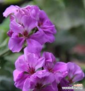 天竺葵传达的五种情感和意义 天竺葵的花语和寓意