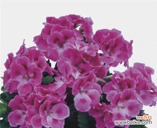 揭秘天竺葵的丰富花语 天竺葵的花语及其寓意