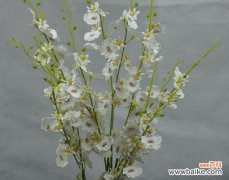 解读跳舞兰的美丽和神秘 跳舞兰的花语与寓意