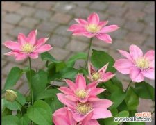 解读铁线莲的花语 铁线莲的花语与寓意