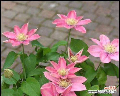 解读铁线莲的花语 铁线莲的花语与寓意