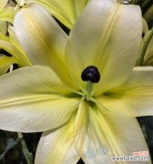 哪种花的花语被认为是不吉利的？