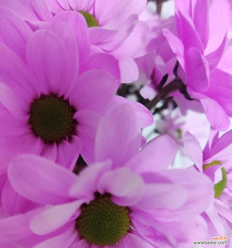 云朵里的雏菊花语有何寓意？