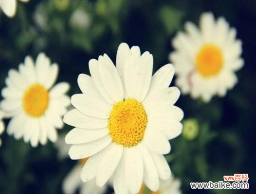 云朵里的雏菊花语有何寓意？