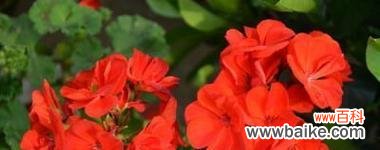 现世欢乐的花语代表什么？