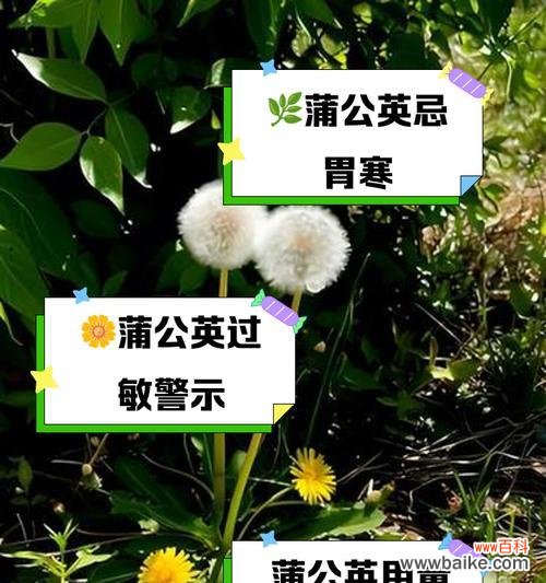 蒲公英飘落象征什么？花语中隐藏了哪些信息？