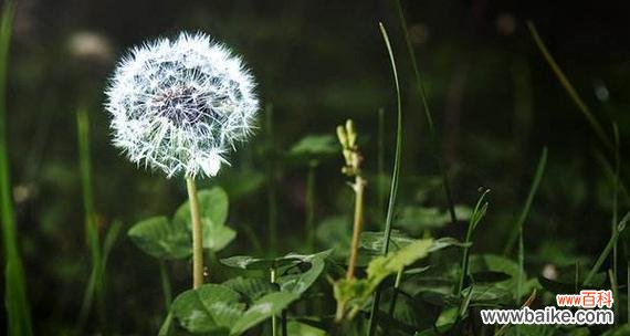 蒲公英飘落象征什么？花语中隐藏了哪些信息？