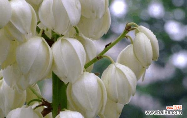 小甜菊的花语有何特别之处?它的寓意是什么?