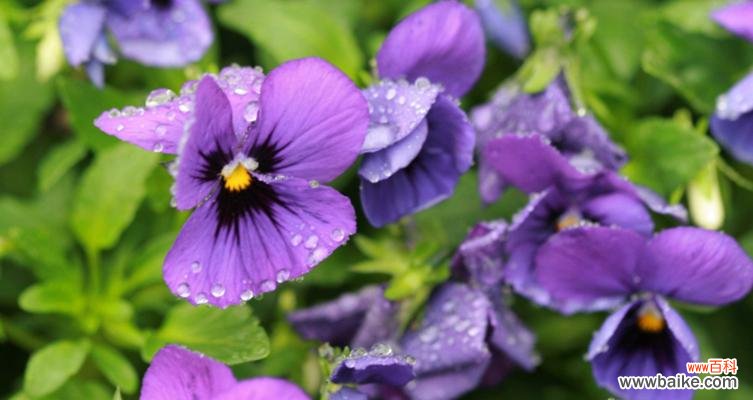 小甜菊的花语有何特别之处?它的寓意是什么?