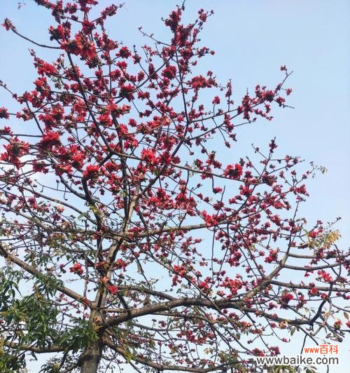 小甜菊的花语有何特别之处?它的寓意是什么?