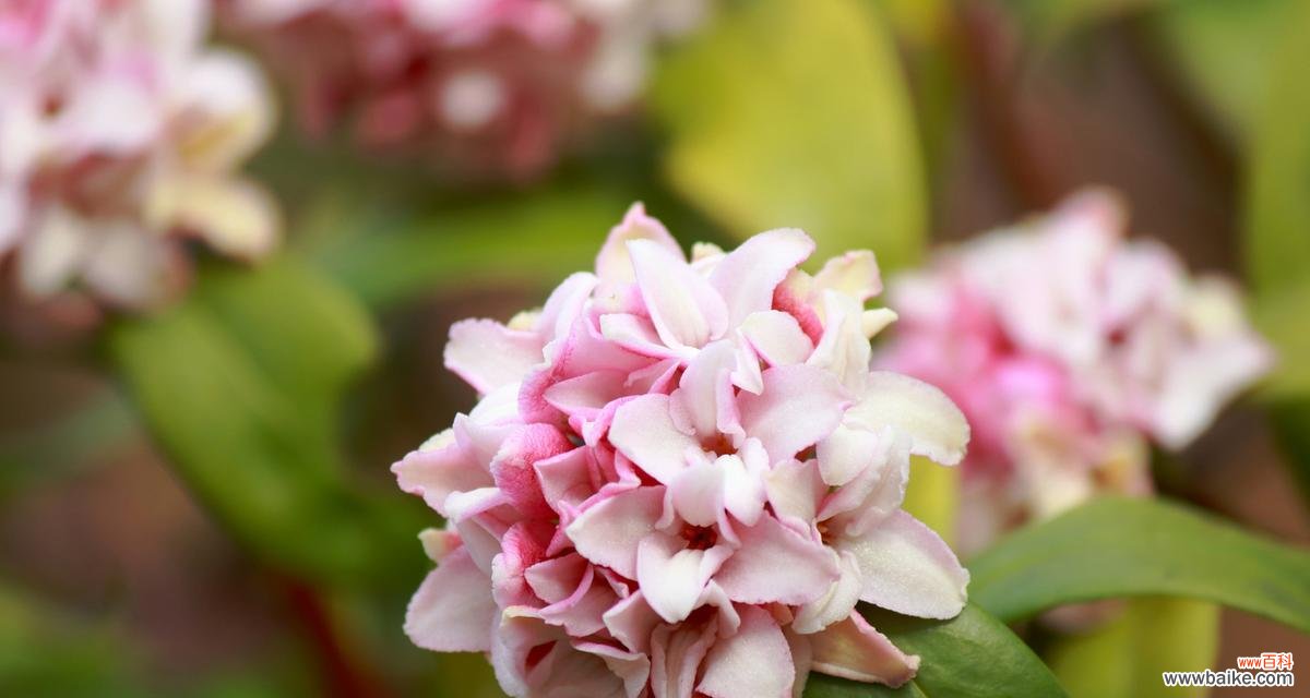 跨年时推荐哪种花及其花语？