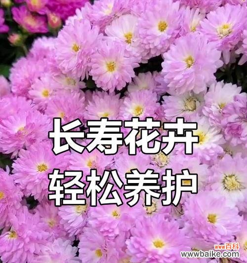糖果菊的花语代表了什么?