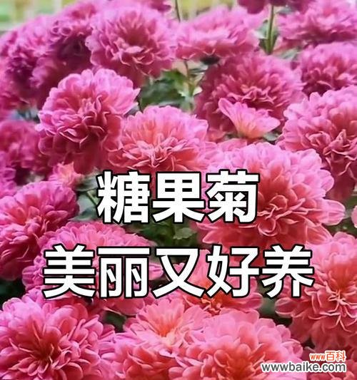 糖果菊的花语代表了什么?