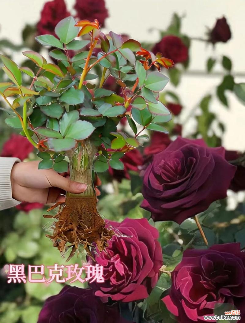 金属玫瑰花的花语是什么？它象征着什么？