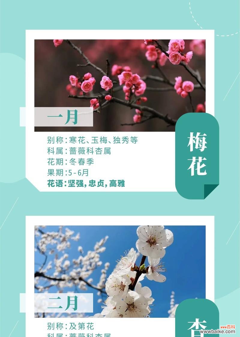 韩国花店中哪种花最受欢迎？它的花语是什么？