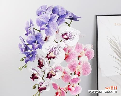 整束蝴蝶兰代表的花语是什么？